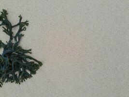 Seaweed isolated on the wet beach sand at east java photo