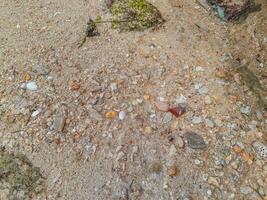 Coral stone on the shore at East Java beach photo