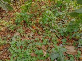 Nature plants in the garden photo