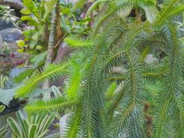 Flower plants in the garden photo