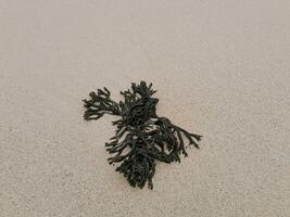 Seaweed isolated on the wet beach sand at east java photo