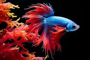 Small brightly colored betta fish isolated black background Generative A photo