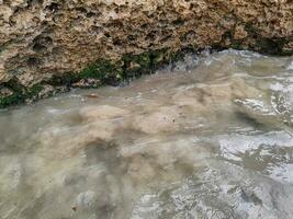 texture of stone on the beach at East Java photo