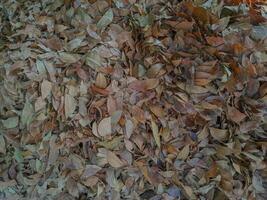 montón de seco hojas foto