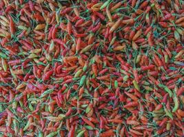 Abundance of fresh Organic Red chilies photo