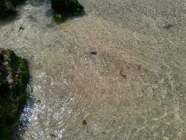 Coral stone on the shore at East Java beach photo