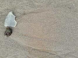 Coral stone on the shore at East Java beach photo