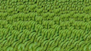 Full frame close up of green banana textured. Frames with fresh unripe banana. Stacked green banana shrubs. photo