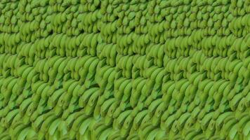 Full frame close up of green banana textured. Frames with fresh unripe banana. Stacked green banana shrubs. photo