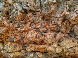 textura de Roca en el playa a este Java foto