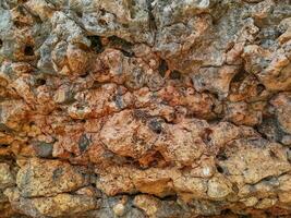 texture of stone on the beach at East Java photo