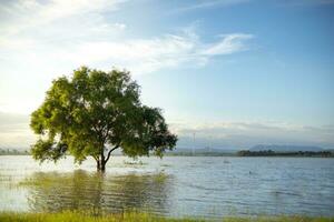 A large, lonely tree stood in the middle of the water, lit by soft sunlight. The background is the evening blue sky. photo