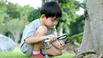 Asian boy wearing a hat in a forest exploration suit Use a magnifying glass to survey the tree area. video