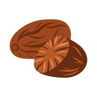 Nutmeg isolated on white background. Isolated vector illustration