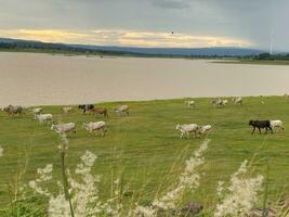 A herd of white and black cows is grazing in a wide green field. photo