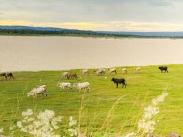 A herd of white and black cows is grazing in a wide green field. photo