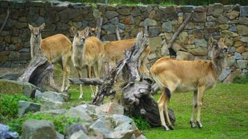 Video of Nile lechwe in zoo