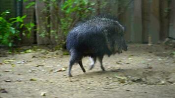 Video of Chacoan Peccary in zoo