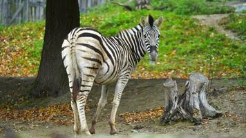 vídeo do sinos zebra dentro jardim zoológico video
