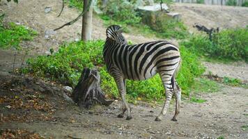 vídeo do sinos zebra dentro jardim zoológico video