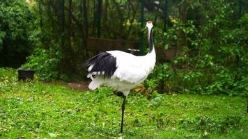 Video of Red crowned crane