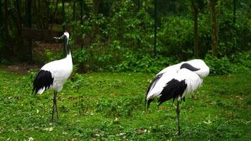 Video of Red crowned crane