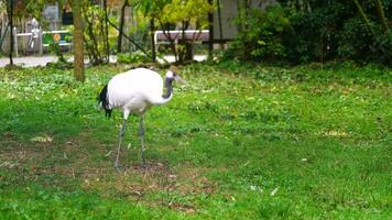 Video of Red crowned crane