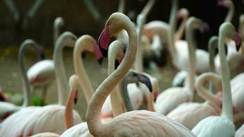 video av större flamingo i Zoo