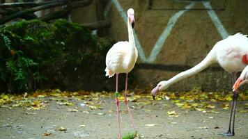 vídeo do maior flamingo dentro jardim zoológico video