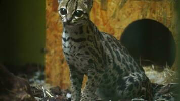 vídeo do margay dentro jardim zoológico video