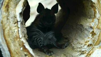 Video of Arabian striped Hyaena