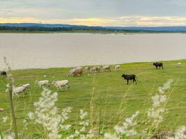 A herd of white and black cows is grazing in a wide green field. photo