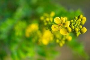 Cassod tree, Siamese senna, Thai copperpod,  Siamese Cassie with beautiful yellow flowers. Yellow flowers and soft light photo