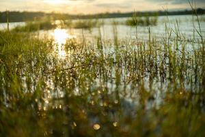 Sunlight hits the surface of the water, creating circular bokeh amidst the grass field. photo