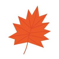 Flat maple tree leaf vector illustration