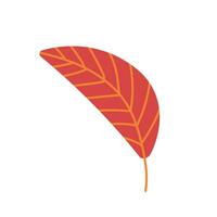 Vector autumn leaf illustration