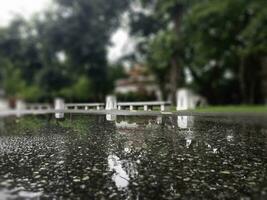 Beautiful view of public park tree after spring rain photo