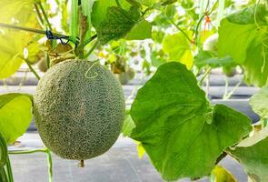 Fresh Melon or Cantaloupe fruit on its tree photo