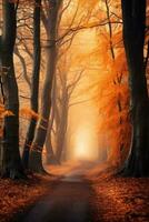 Magic autumn forest with walking path, beautiful autumn landscape. photo