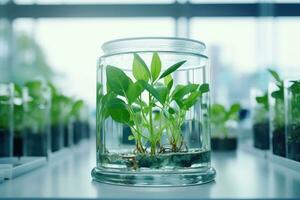Plant research, green plant in a glass jar in a laboratory. Ecological breeding and plant development. photo