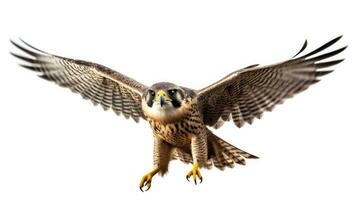 Peregrine falcon bird on white background. AI Generative photo