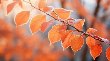 Orange beech leaves covered with frost in late fall or early winter. photo