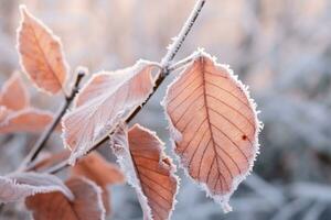 Orange beech leaves covered with frost in late fall or early winter. photo