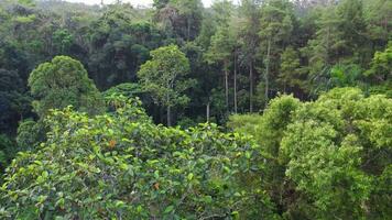 Sumberawan têmpora, que é dentro a meio do uma tropical floresta, pode estar visto a partir de acima video