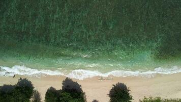 uccello occhio Visualizza di il spiaggia e il onde e chiaro acqua video