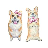 Hand drawn corgi with pink bow, watercolor vector