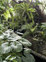 Green tropical forest open area photo