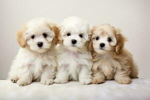 Three puppies of the Shih Tzu breed on a white background, Group portrait of adorable puppies, AI Generated photo