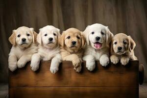 Group of golden retriever puppies in wooden box. Studio shot, Group portrait of adorable puppies, AI Generated photo