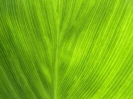 Green leaf veins photograph photo